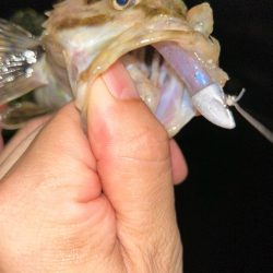 マナティでライトワインド