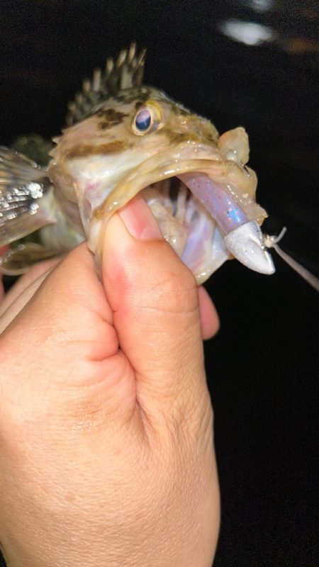 マナティでライトワインド