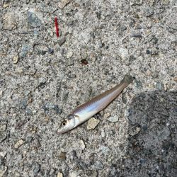 キス釣りリベンジ