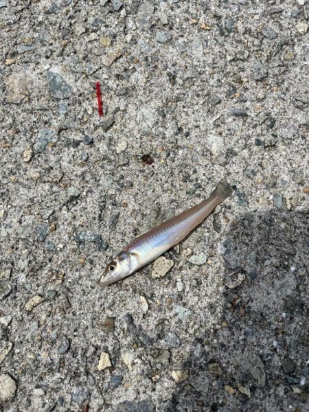 キス釣りリベンジ