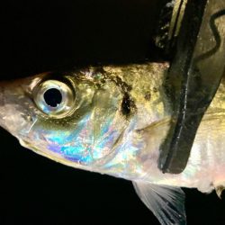 えッ! キスおった‼︎