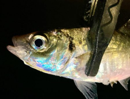 えッ！　キスおった‼︎