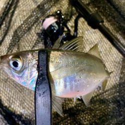 鯵さん、おかえり〜😁