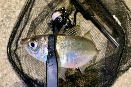 鯵さん、おかえり〜😁