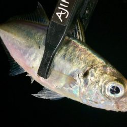 豆に入れ替わったか〜⁉️