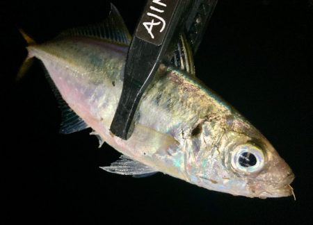 豆に入れ替わったか〜⁉️