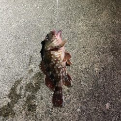 クロダイなど四目達成