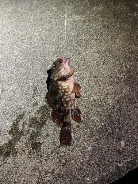 クロダイなど四目達成