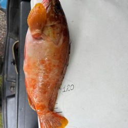 尾鷲ロックフィッシュ