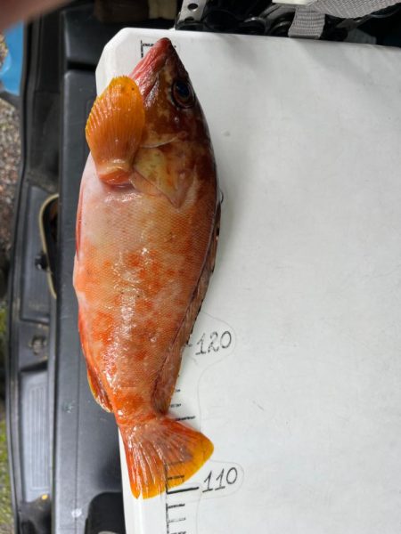 尾鷲ロックフィッシュ