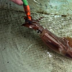 イカメタル2回目