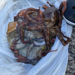 ムコイチタコ🐙