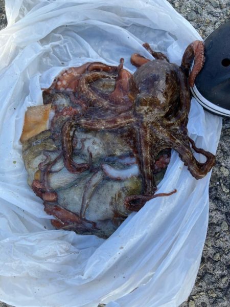 ムコイチタコ🐙