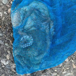 オクトパッシング8