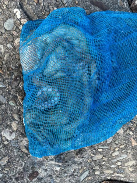 オクトパッシング8