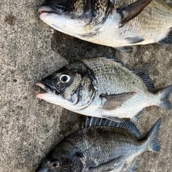 おチヌさん好調です