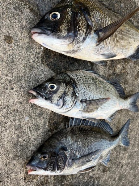 おチヌさん好調です