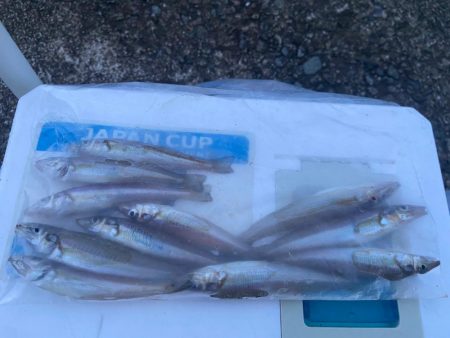 雨上がりのシロギスタ