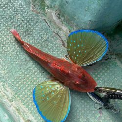 数は少ないですが4目達成！