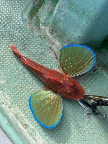 数は少ないですが4目達成！