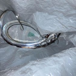 タチウオ釣り②