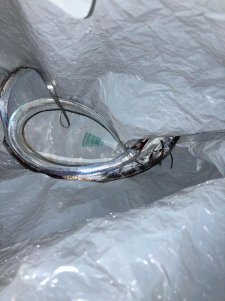 タチウオ釣り②