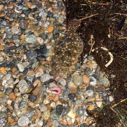 フラットフィッシュ