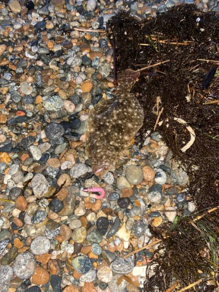 フラットフィッシュ