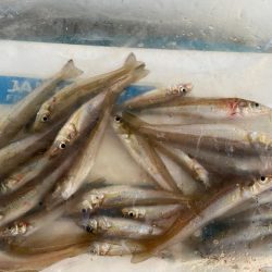 シロギスタ舞鶴へ行く②