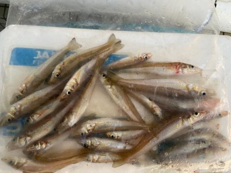 シロギスタ舞鶴へ行く②