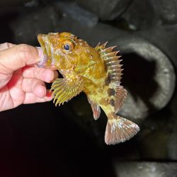 ロックフィッシュ