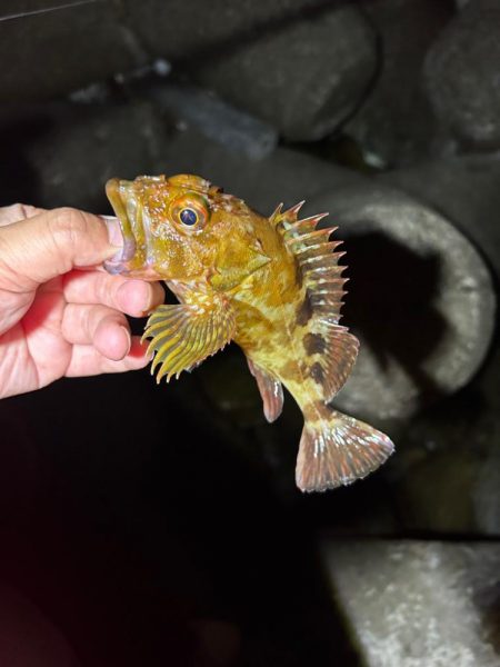 ロックフィッシュ