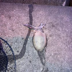 パッとしません