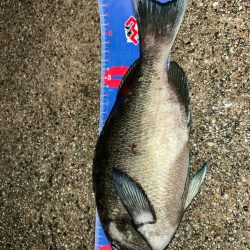 魚津港 フカセ夜釣り