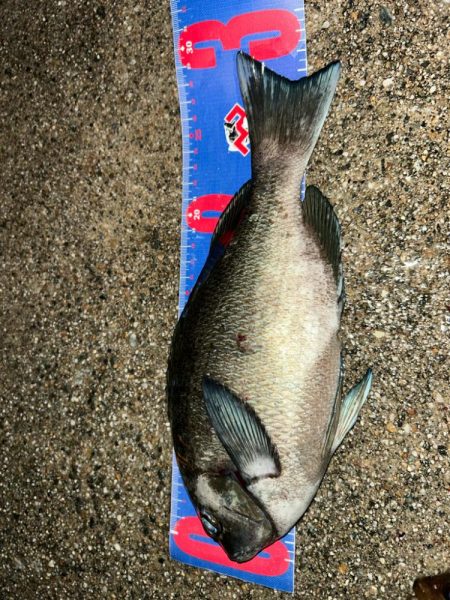 魚津港 フカセ夜釣り