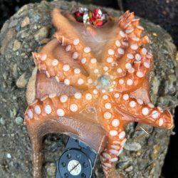 オクトパッシング11