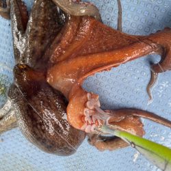 船タコいい感じ