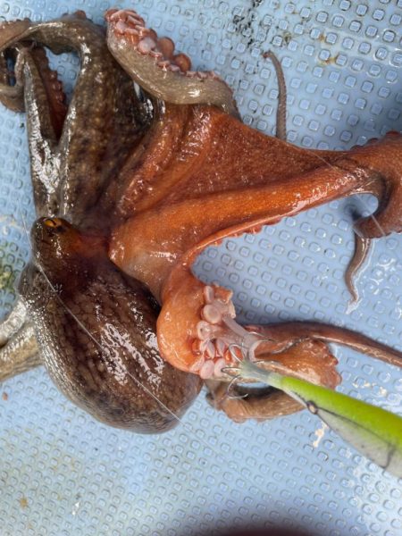 船タコいい感じ