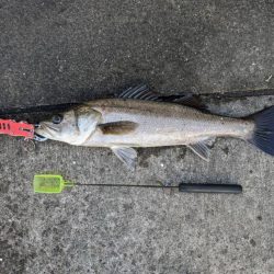 エビ撒きでスズキ釣れました
