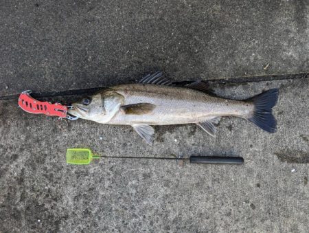 エビ撒きでスズキ釣れました