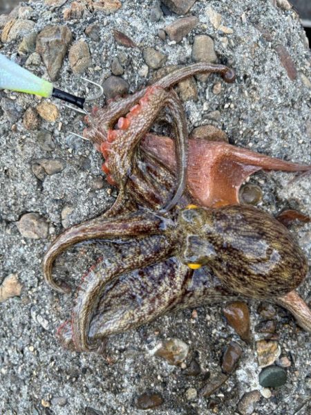 オクトパッシング13