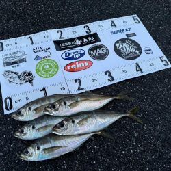 仕事終わりのボートアジング