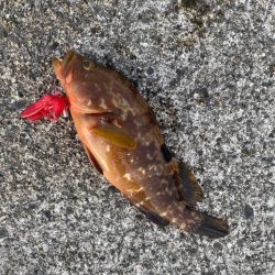 キジハタゲームく