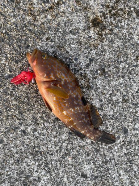 キジハタゲームく