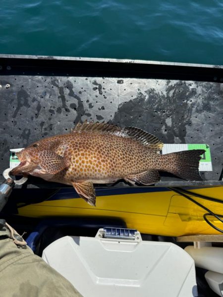 良型オオモンハタ