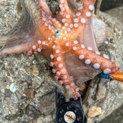 オクトパッシング10