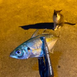 アジングつ抜け