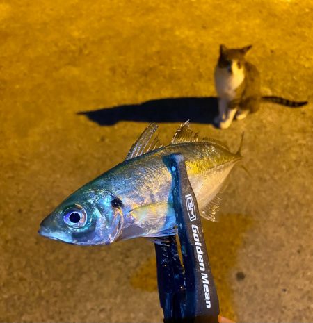 アジングつ抜け