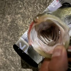 ジョルティminiが無双した!