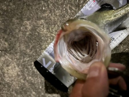 ジョルティminiが無双した!